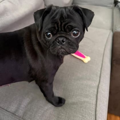 Es mimosa y atrevida.