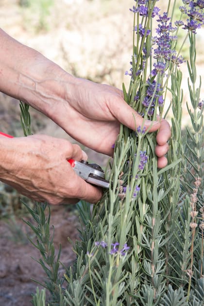 Es momento de podar las lavandas para que florzcan la próxima temporada