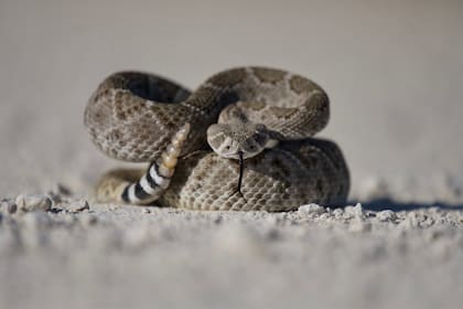 Es muy común encontrar serpientes en la playa de la Isla de Galveston, en Houston, Texas
