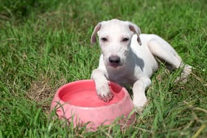 Jade, veterinaria especialista en salud animal: “Una biopelícula en su bebedero puede enfermar a tu perro”