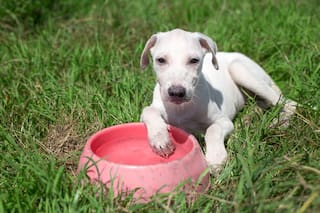 Jade, veterinaria especialista en salud animal: “Una biopelícula en su bebedero puede enfermar a tu perro”