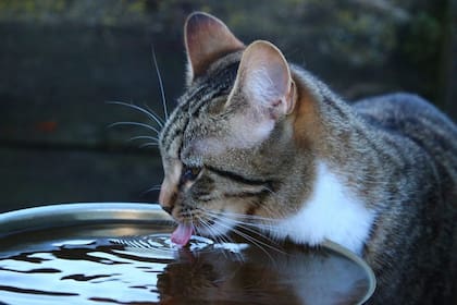 Es muy importante prestar atención a los momentos en los que cada gato saca su lengua