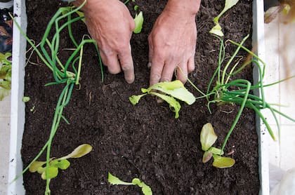 Es muy positivo soñar con plantar algo en la tierra