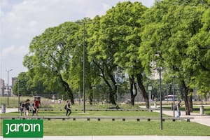 Cómo el cambio climático obliga a repensar el arbolado de nuestras ciudades