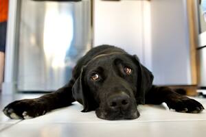 Botiquín para mascotas: ¿qué elementos de emergencia tengo que tener siempre en casa?