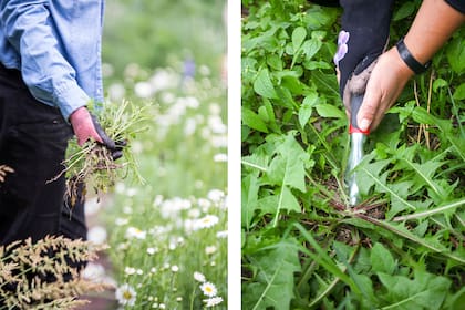 Es necesario controlar las malezas porque tienen la capacidad de extraer agua del suelo de manera muy eficiente y compiten con las plantas cultivadas