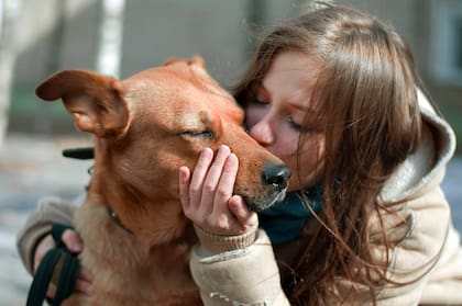 Es necesario revisar la evolución de la herida quirúrgica y ante cualquier inconvenientes es imprescindible consultar al veterinario