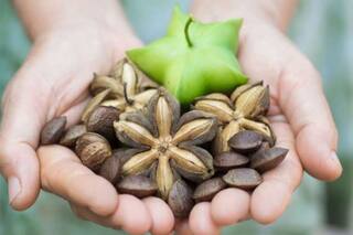 La planta que contiene los nueve aminoácidos esenciales