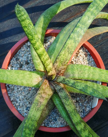 Es pariente del Aloe Vera y su apariencia es similar.