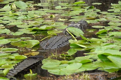 Es poco habitual que un caimán ataque o lastime a una persona