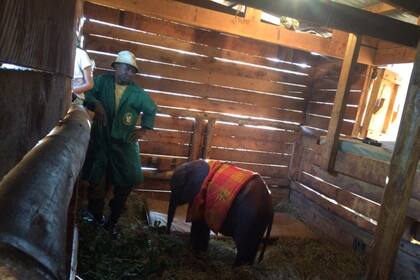 Es posible adoptar un animal por 50 dólares al año. A cada padrino, los cuidadores les redactan un informe mensual contando las novedades y su progreso