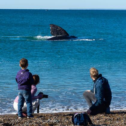 Es posible contemplar el espectáculo de los cetáceos desde la orilla del mar . Gentileza Ente de Turismo de Puerto Madryn.