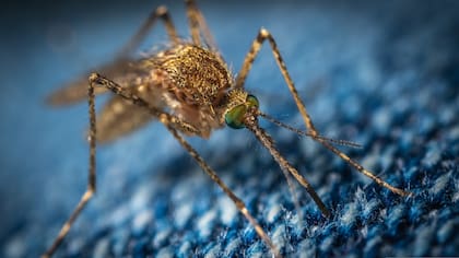 Es posible crear trampas para mosquitos