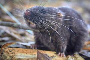 Un ratón que puede nadar y otras 26 nuevas especies descubiertas en Perú