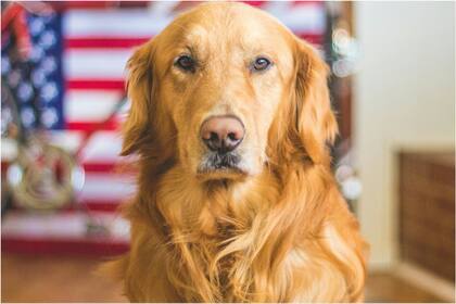 ¿Es posible rehabilitar a un perro agresivo que ya ha atacado a personas y otros animales?