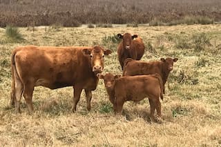 Claves para enfrentar los cambios climáticos extremos en la ganadería