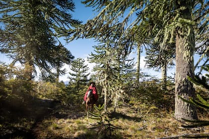 Es realmente movilizante cruzar el bosque de araucarias.