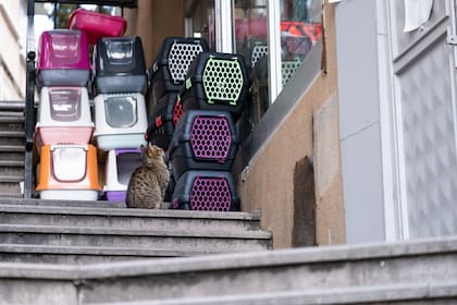 Es recomendable presentar a los gatos el transportador semanas antes de la mudanza