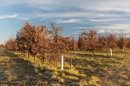 Es recomendable realizar la plantación durante la época más húmeda, en otoño