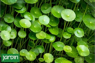 Crece en veredas y zanjas, pero pocos saben que se puede comer