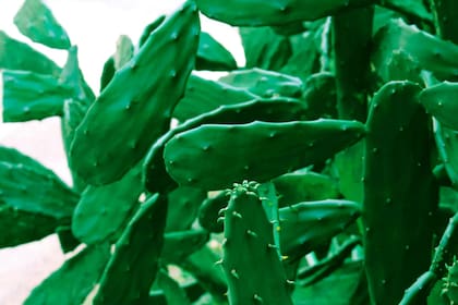 Es rica en minerales, como magnesio, potasio y calcio