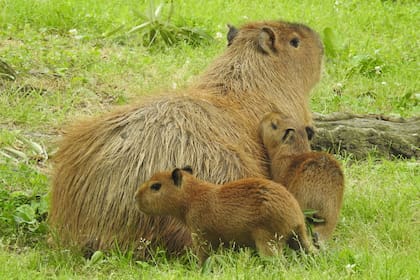 Es sociable y vive en grupos grandes