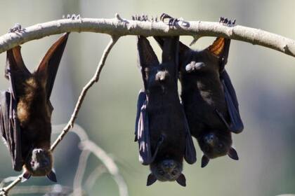 Es un alimento que se consume en algunas partes de Asia como Indonesia y China.