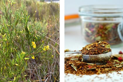 Es un arbusto de forma variable, de hasta 2 m de altura. Sus ramas jóvenes suelen ser rojizas; con hojas verdes y aciculares, de aproximadamente 1 mm de espesor. Flores amarillas, desde la primavera hasta principios del verano, solitarias o dispuestas en densos grupos en el extremo de las ramas. El fruto es una pequeña vaina con forma de lanza que normalmente contiene una o dos semillas duras.