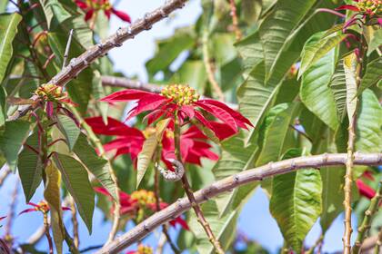 Es un arbusto originario de América tropical, poco ramificado, que puede llegar a los 4 m de altura. Requiere suelo poroso, suelto, rico en materia orgánica. No tolera muchas horas de sol directo, ni exposición al frío. Se adapta al cultivo en interior, siempre que tenga buen nivel de humedad ambiental, sin excesos en riegos, y en sitio luminoso sin sol directo.