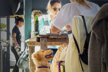 ¿Es un día divino y tenés ganas de comer cerca del río? En Malloys sos bienvenido con tu mascota