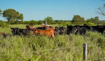“Es un esquema de producción que arranca desde la genética del animal, la cría del ternero que luego se recría a pasto, se termina a corral y después se faena; todo de punta a punta”, describió Aguilar