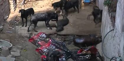“Es un foco infeccioso también porque está la orina, la caca, los perros muertos, que se los devoran los otros” dijo la dueña de la casa