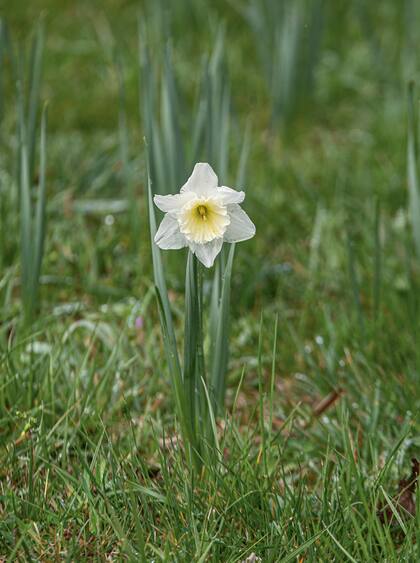 Es un género que abarca unas 30 especies de plantas bulbosas. Requieren pleno sol pero pueden crecer en media sombra