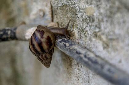 Es un misterio cómo llegaron de África, pero se estima que fueron traídos para usar sus caparazones en ritos religiosos