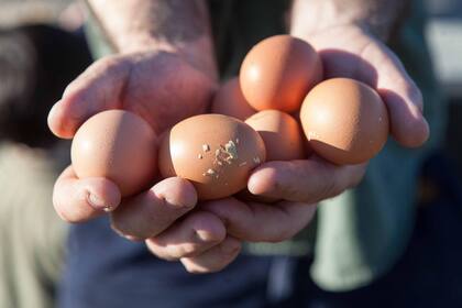 Es un negocio rentable además de saludable.