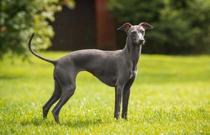 Es un perro muy cariñoso y activo, según los expertos