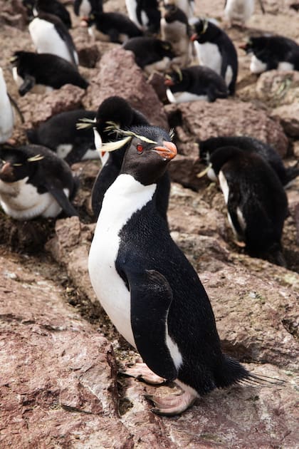 Es una de las colonias más importantes de Latinoamérica y la única accesible al turismo; la otra se encuentra en Islas Malvinas, y hay otras dos en el sur de Nueva Zelanda y en el océano Índico