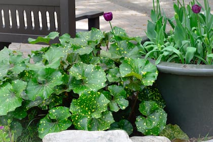 Es una de las mejores plantas de follaje para jardines de sombra