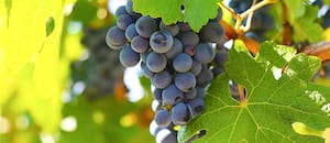 La variedad tinta de origen francés que explota en estilos y crece en calidad