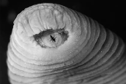 Es una especie de sanguijuela con dientes descubierta en el año 2007