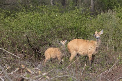 Es una especie netamente solitaria, pero puede verse en pequeños grupos ocasionalmente