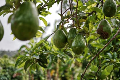 Es una fruta proveniente del árbol aguacatero, originario de las zonas subtropicales de Centroamérica, que puede alcanzar hasta veinte metros de altura