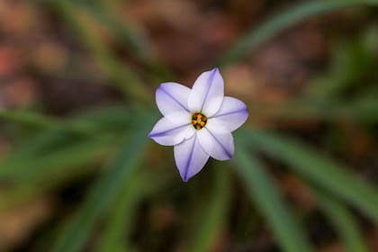 Es una herbácea bulbosa ideal para canteros y jardineras. En invierno suele desaparecer parcial o totalmente la parte aérea y reaparece rápidamente en primavera.