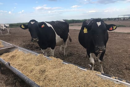 Los sensores miden el tiempo que pasan los animales comiendo