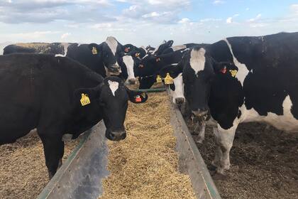 Las entidades indicaron que se necesitan "líneas de financiamiento específicas para la actividad lechera"