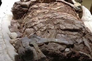 Encontraron intactos los restos de una “bestia” que vivió antes que los dinosaurios