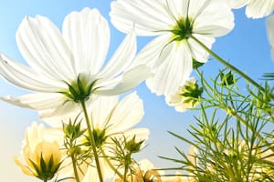 Cosmos para llenar el jardín de flores y mariposas este verano