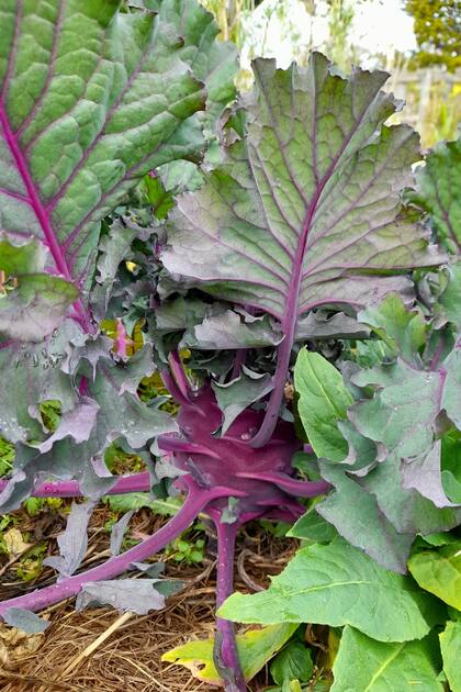 Es una planta perteneciente a la familia de las crucíferas, al igual que el repollo y el brócoli.