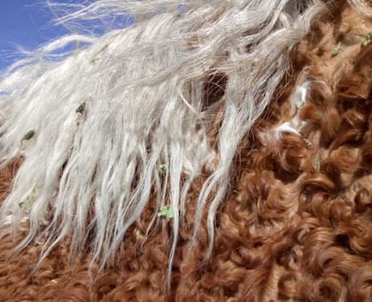 "Es una raza muy antigua que queremos conservarla”, detalló la criadora