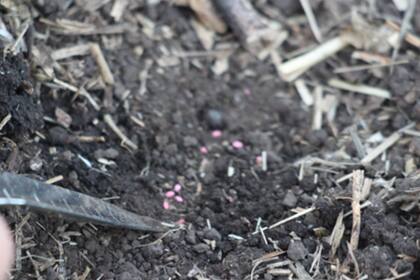 Es una semilla muy chiquitita y su dificultad al momento de la siembra obliga a estar muy atentos